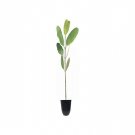 BASQUEStore | (3 plant) White Mangrove Seedling | Laguncularia Racemosa | Live Plants | Saltwater Aq