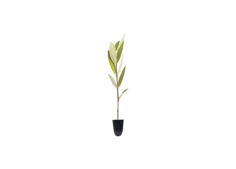 BASQUEStore | ( 3 plant) Black Mangrove Seedlings | Avicennia Germinans | Live Plants | Saltwater Aq