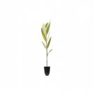BASQUEStore | ( 40 plant) Black Mangrove Seedlings | Avicennia Germinans | Live Plants | Saltwater A