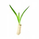 BASQUEStore | (medium size plant) Agave Tequilana | Beautiful Live Plants | Blue Weber Tequila Succu