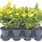 BASQUEStore | (1 plant) Ligustrum Japonicum Howardi | Live Quart Size Plants | Privet Howardii | Var