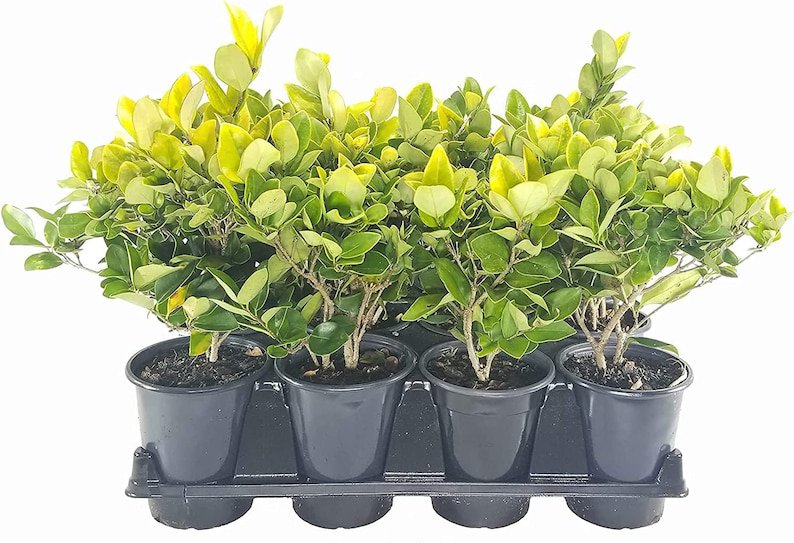 BASQUEStore | (3 plant) Ligustrum Japonicum Howardi | Live Quart Size Plants | Privet Howardii | Var