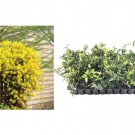 BASQUEStore | (10 plant) Carolina Jasmine | Live Plants | Gelsemium Sempervirens Jessamine | Fragran