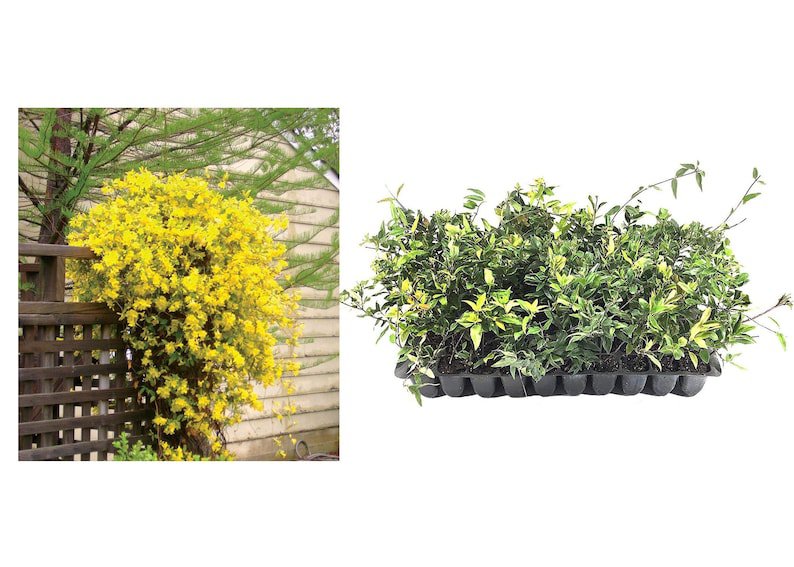BASQUEStore | (40 plant) Carolina Jasmine | Live Plants | Gelsemium Sempervirens Jessamine | Fragran