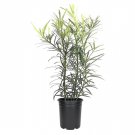 BASQUEStore | (1 plant) Podocarpus Macrophyllus | Live 4 Inch Pots | Japanese Yew | Low Maintenance 