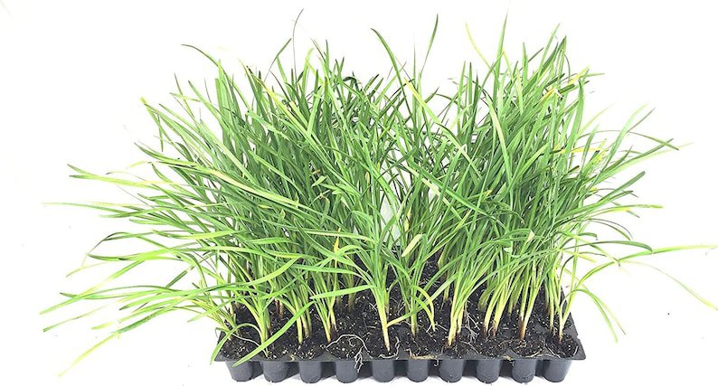 BASQUEStore | (10 plant) Society Garlic | Live Plants | Tulbaghia Violacea | Butterfly Attracting Fl