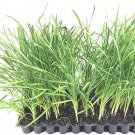 BASQUEStore | (20 plant) Society Garlic | Live Plants | Tulbaghia Violacea | Butterfly Attracting Fl