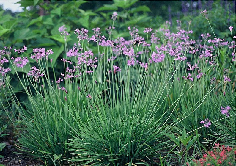 BASQUEStore | (1 plant) Society Garlic | Large 4 Inch Pots | Tulbaghia Violacea | Live Butterfly Att