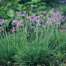 BASQUEStore | (1 plant) Society Garlic | Large 4 Inch Pots | Tulbaghia Violacea | Live Butterfly Att