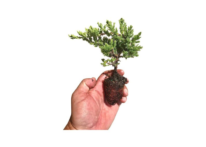 BASQUEStore | (30 plant) Juniper Procumbens Nana | Live Plants | Drought Tolerant Evergreen Groundco