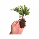 BASQUEStore | (40 plant) Juniper Procumbens Nana | Live Plants | Drought Tolerant Evergreen Groundco