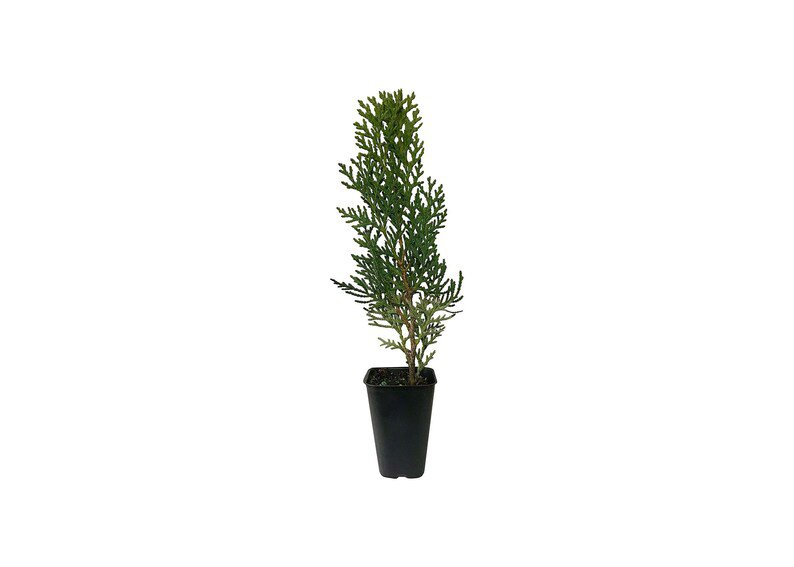BASQUEStore | (3 plant) Thuja Arborvitae Blue Cone | Live Plants | Evergreen Privacy Screening Hedge