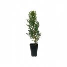 BASQUEStore | (3 plant) Thuja Arborvitae Blue Cone | Live Plants | Evergreen Privacy Screening Hedge