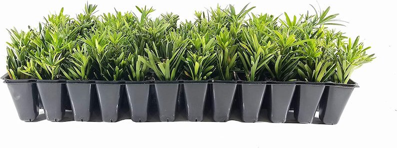 BASQUEStore | (30 plant) Dwarf Podocarpus Macrophyllus Pringles | Live Plants | Dense Evergreen Low 