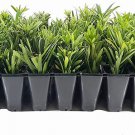 BASQUEStore | (40 plant) Dwarf Podocarpus Macrophyllus Pringles | Live Plants | Dense Evergreen Low 