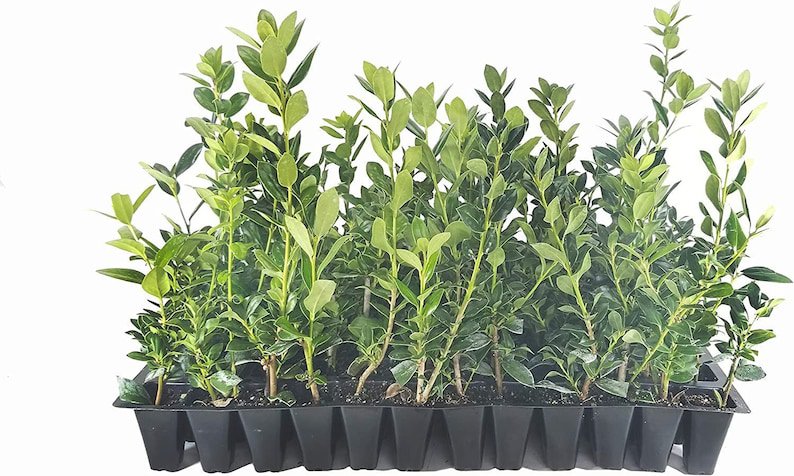 BASQUEStore | (3 plant) Needlepoint Chinese Holly | Ilex Cornuta | Live Plants | Low Maintenance Scr