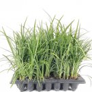 BASQUEStore | (3 plant) Emerald Goddess Liriope Muscari | Live Plants | Drought Tolerant Low Mainten