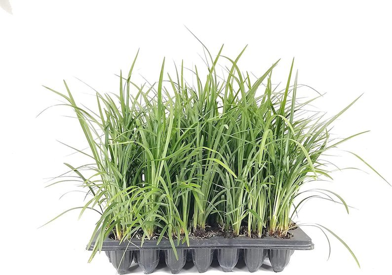 BASQUEStore | (20 plant) Emerald Goddess Liriope Muscari | Live Plants | Drought Tolerant Low Mainte