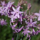 BASQUEStore | (3 plant) Society Garlic | Live Quart Size Plants | Tulbaghia Violacea | Butterfly Att