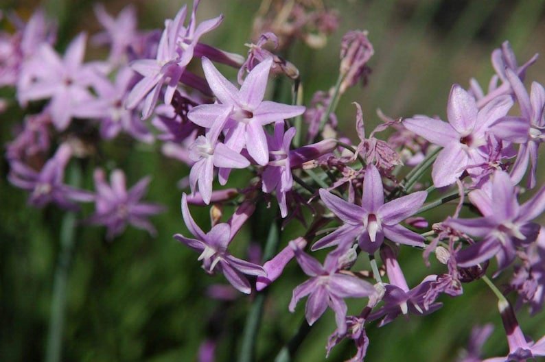 BASQUEStore | (12 plant) Society Garlic | Live Quart Size Plants | Tulbaghia Violacea | Butterfly At