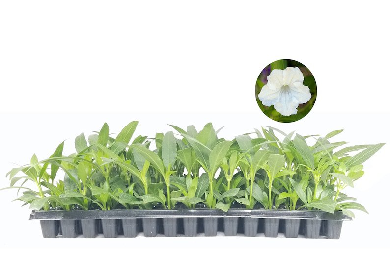 BASQUEStore | (10 plant) White Mexican Petunia | Live Plants | Ruellia Brittoniana | Drought Toleran