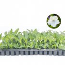 BASQUEStore | (20 plant) White Mexican Petunia | Live Plants | Ruellia Brittoniana | Drought Toleran