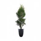 BASQUEStore | (20 plant) Thuja Emerald Green Arborvitae | Live Trees | Evergreen Privacy Screening P