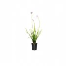(5 tree) Society Garlic | Live Quart Size Plant | Tulbaghia Violacea