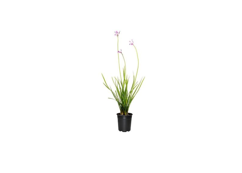 (12 tree)Society Garlic | Live Quart Size Plant | Tulbaghia Violacea