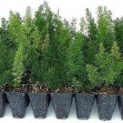 BASQUEStore | ( 40 plant) Foxtail Fern Myers | Live Plants | Asparagus Densiflorus Myersii | Unique 