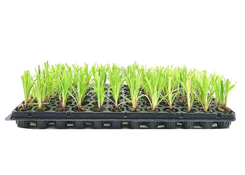 BASQUEStore | (40 plant) Dwarf Papyrus Plant | Live Plants | Cyperus Shade & Wet Tolerant Aquatic Fo