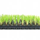 BASQUEStore | (40 plant) Dwarf Papyrus Plant | Live Plants | Cyperus Shade & Wet Tolerant Aquatic Fo