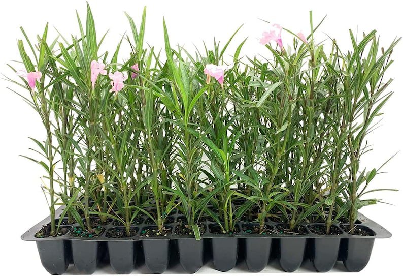 BASQUEStore | (3 plant) Pink Mexican Petunia | Live Plants | Ruellia Brittoniana | Drought Tolerant 