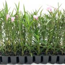 BASQUEStore | (3 plant) Pink Mexican Petunia | Live Plants | Ruellia Brittoniana | Drought Tolerant 