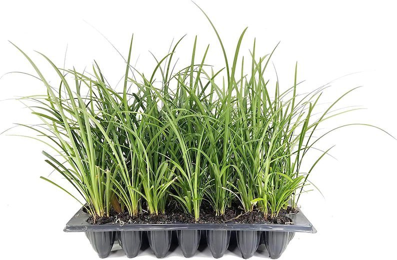 BASQUEStore | (40 plant) Evergreen Giant Liriope Muscari | Live Plants | Drought Tolerant Low Mainte