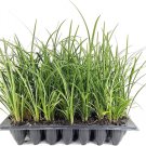 BASQUEStore | (40 plant) Evergreen Giant Liriope Muscari | Live Plants | Drought Tolerant Low Mainte