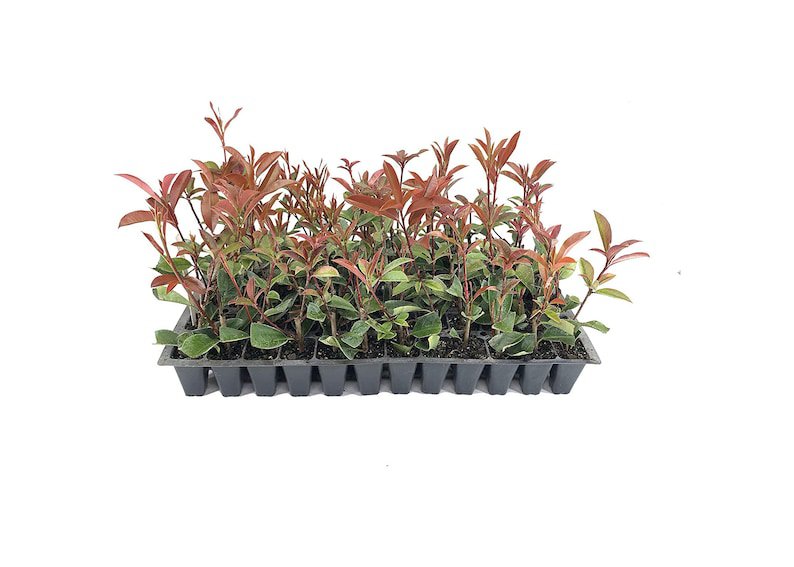 BASQUEStore | (40 plant) Photinia Red Tip | Live Plants | Photinia x Fraseri | Evergreen Landscape S