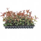 BASQUEStore | (40 plant) Photinia Red Tip | Live Plants | Photinia x Fraseri | Evergreen Landscape S