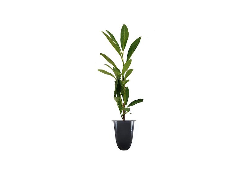 BASQUEStore | (3 plant) Dwarf English Cherry Laurel | Live Plants | Prunus Laurocerasus Compacta | F