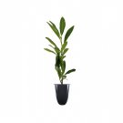 BASQUEStore | (3 plant) Dwarf English Cherry Laurel | Live Plants | Prunus Laurocerasus Compacta | F