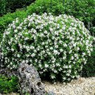 BASQUEStore | (10 plant) Gardenia August Beauty | Live Plants | Gardenia Jasminoides | Beautiful Fra