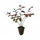 BASQUEStore | (10 plant) Loropetalum Plum Delight | Live Plants | Chinese Fringe Flower | Evergreen 