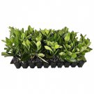 BASQUEStore | (20 plant) Viburnum Suspensum Sandankwa | Live Plants | Evergreen Privacy Shrub Screen