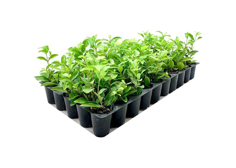 BASQUEStore | (3 plant) Barbados Cherry Tree | Live Plants | Malpighia Punicifolia Acerola | Indoor 