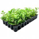 BASQUEStore | (3 plant) Barbados Cherry Tree | Live Plants | Malpighia Punicifolia Acerola | Indoor 