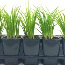 BASQUEStore | (10 plant) Daylily Yangtze | Live 4 Inch Pot | Hemerocallis Plants | Beautiful Low Mai