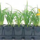 BASQUEStore | (1 plant) Daylily Aztec Gold | Live 4 Inch Pot | Hemerocallis Plants | Beautiful Low M