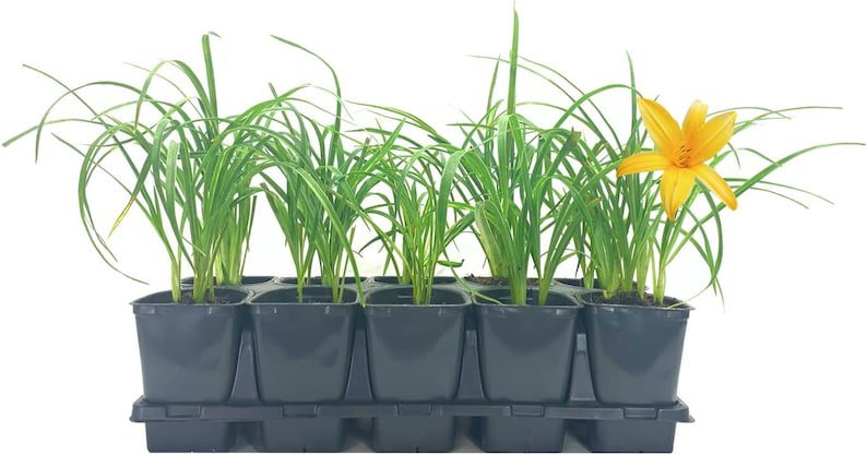 BASQUEStore | (10 plant) Daylily Aztec Gold | Live 4 Inch Pot | Hemerocallis Plants | Beautiful Low 