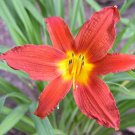 BASQUEStore | (1 plant) Ming Toy Daylily | Live 4 Inch Pot | Hemerocallis Plants | Beautiful Low Mai