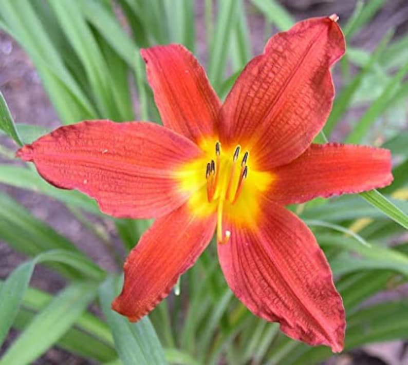 BASQUEStore | (10 plant) Ming Toy Daylily | Live 4 Inch Pot | Hemerocallis Plants | Beautiful Low Ma